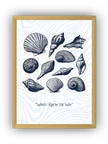 Deniz Kabukları Çerçeveli Poster